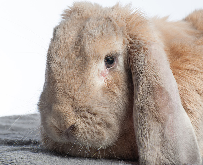 lop-eared-rabbits-more-likely-to-suffer-from-ear-and-dental-problems